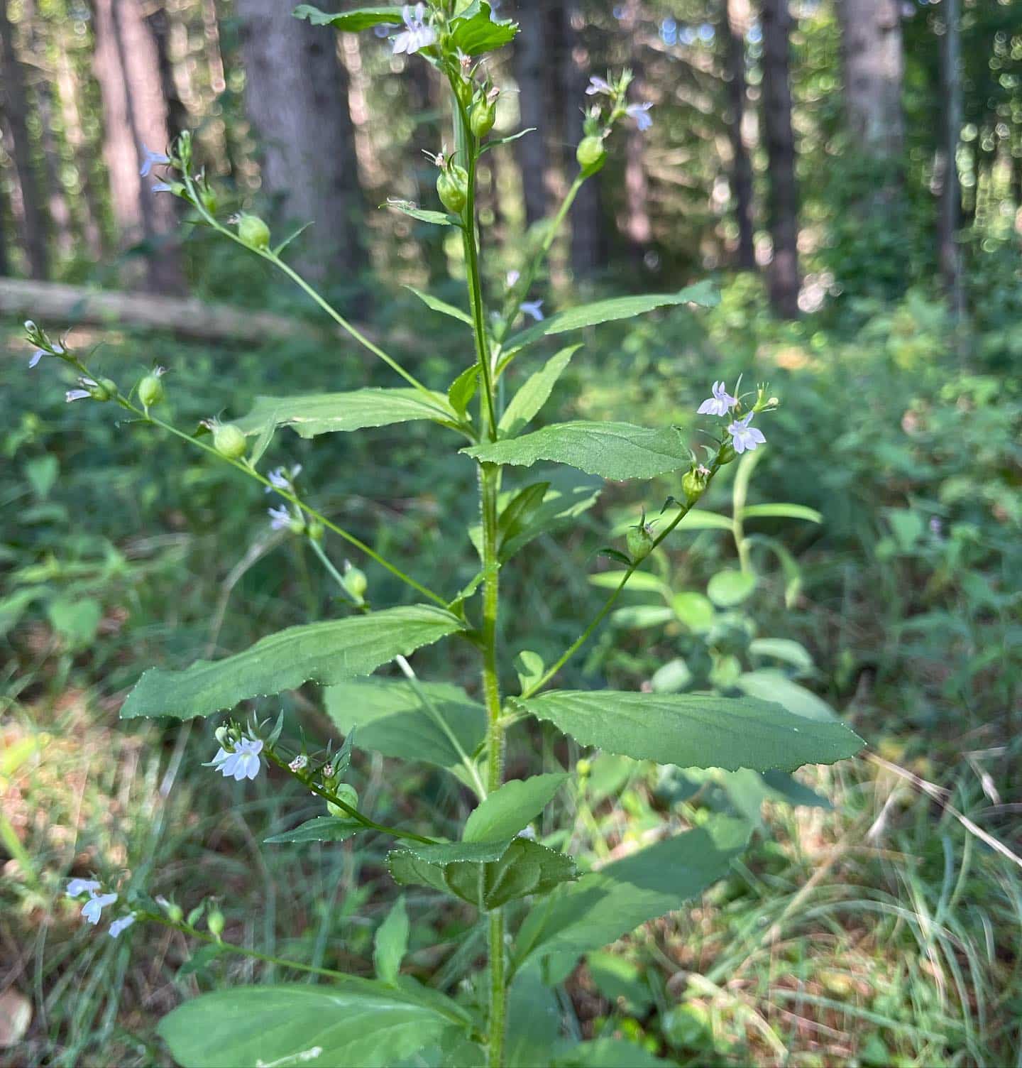 Lobelia inflata - Indian tobacco