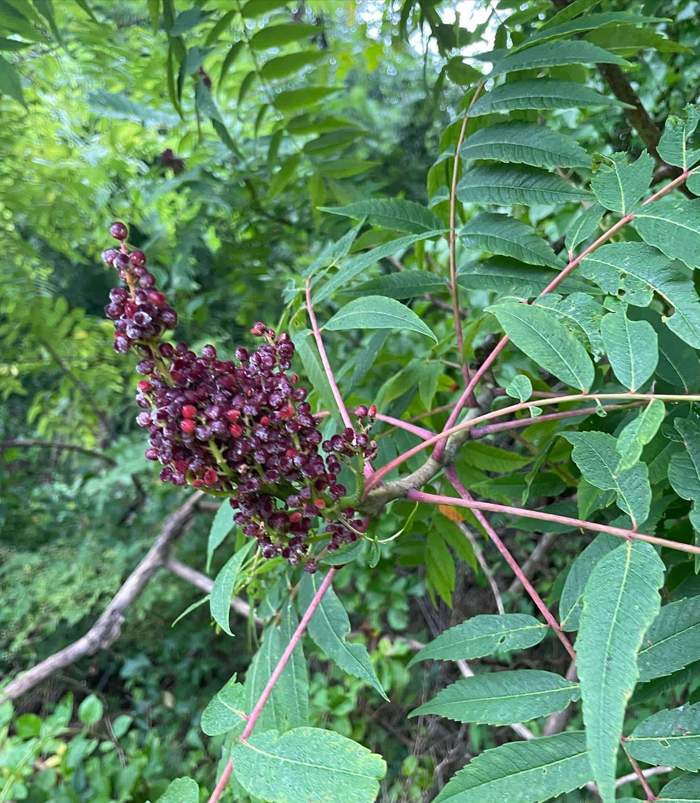 Rhus glabra Smooth Sumac Eat The