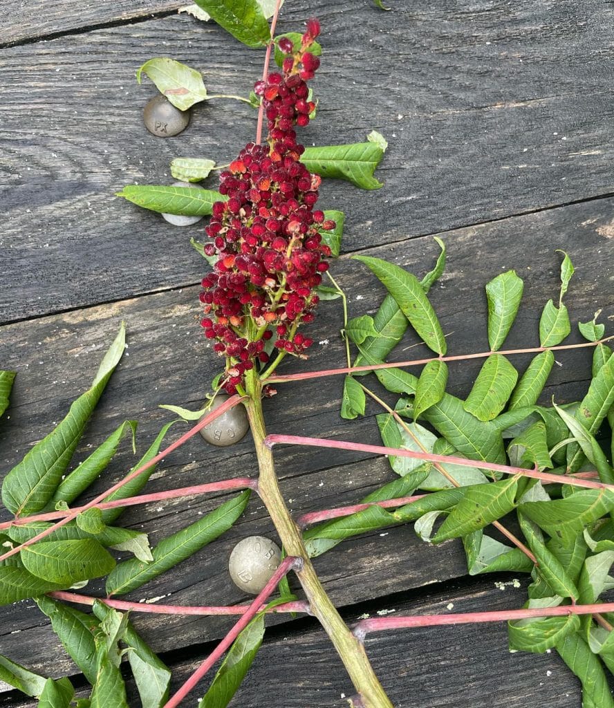 thumbnail image 2 of Smooth Sumac (Rhus Glabra) – 300 Seeds – Native USA Wildflower 2 of 5