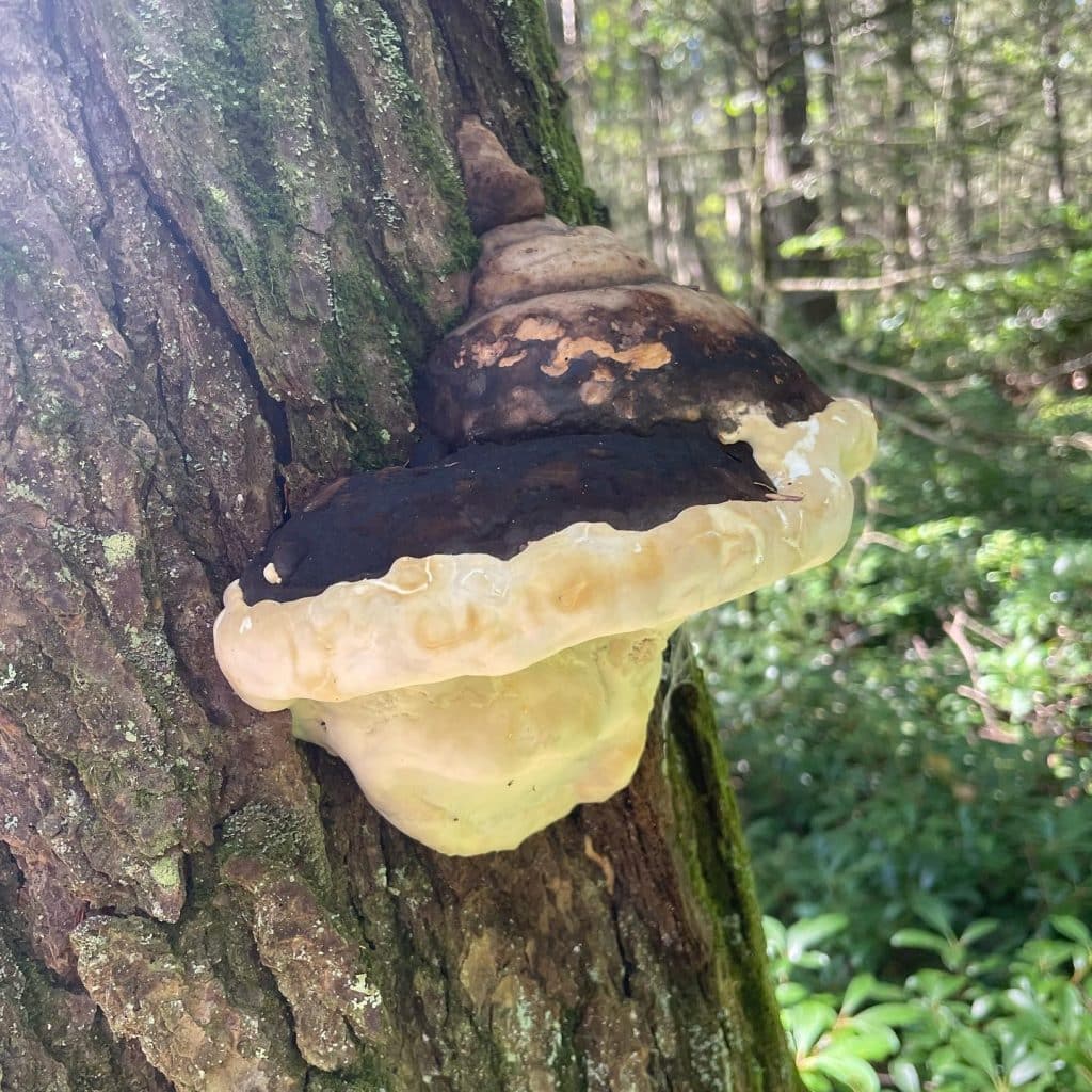 Fomitopsis ochracea - American Brown Fomitopsis - Eat The Planet