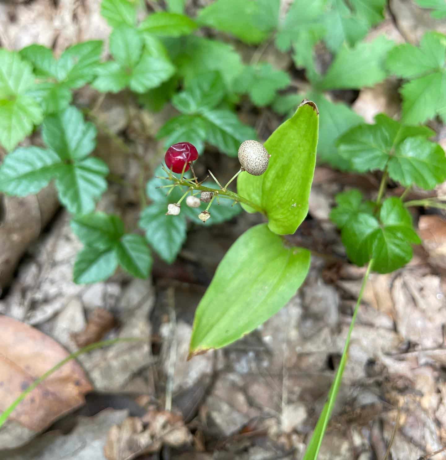 Maianthemum canadense - Canada Mayflower - Eat The Planet