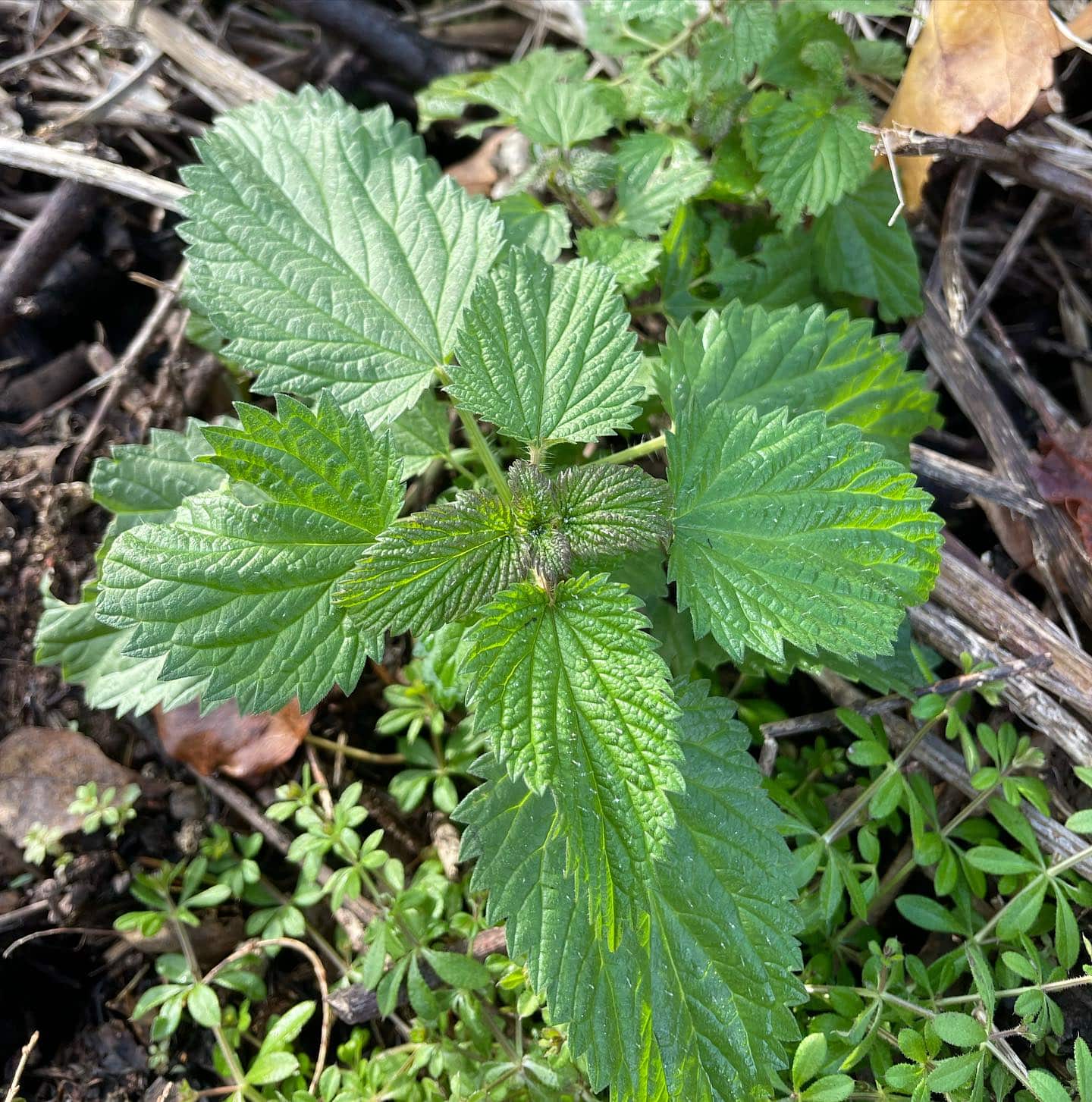 Urtica dioica - Stinging Nettle - Eat The Planet