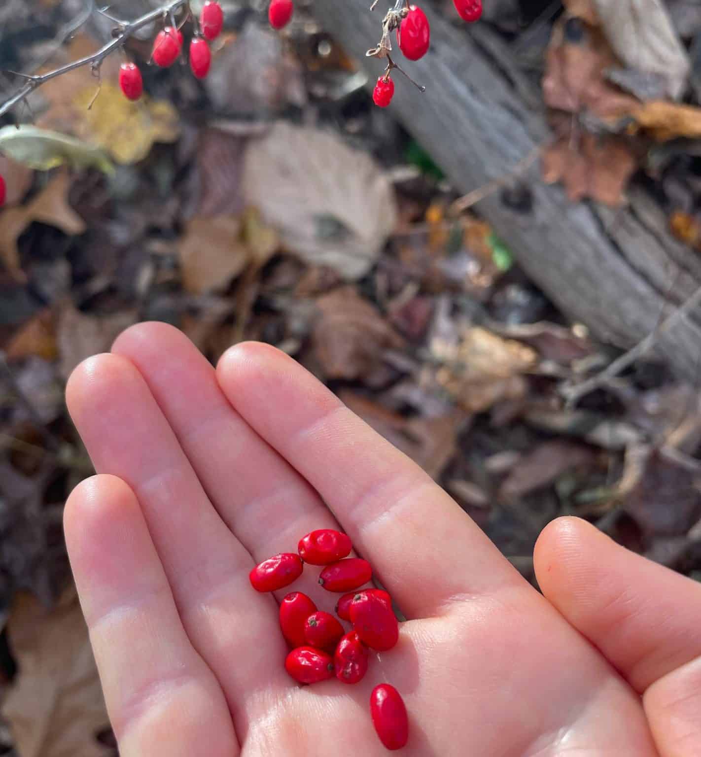 Berberis thunbergii - Japanese Barberry - Eat The Planet