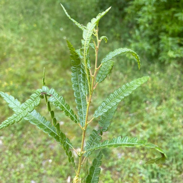 Comptonia peregrina - Sweet Fern - Eat The Planet