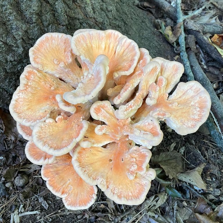 Laetiporus cincinnatus - White-pored Chicken of the Woods - Eat The Planet