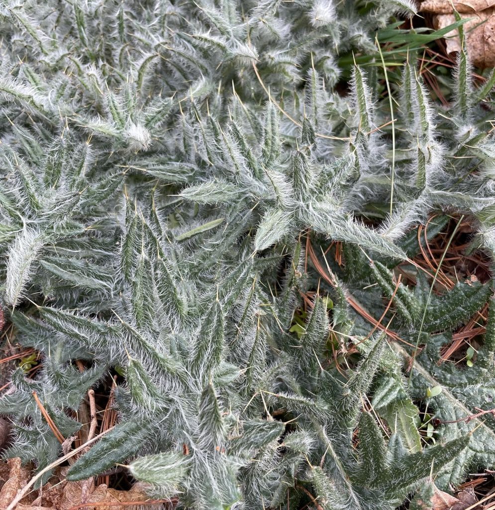 Cirsium vulgare - Bull Thistle - Eat The Planet