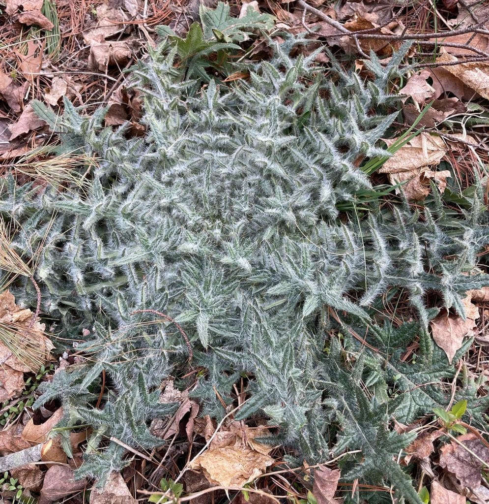 Cirsium Vulgare - Bull Thistle - Eat The Planet