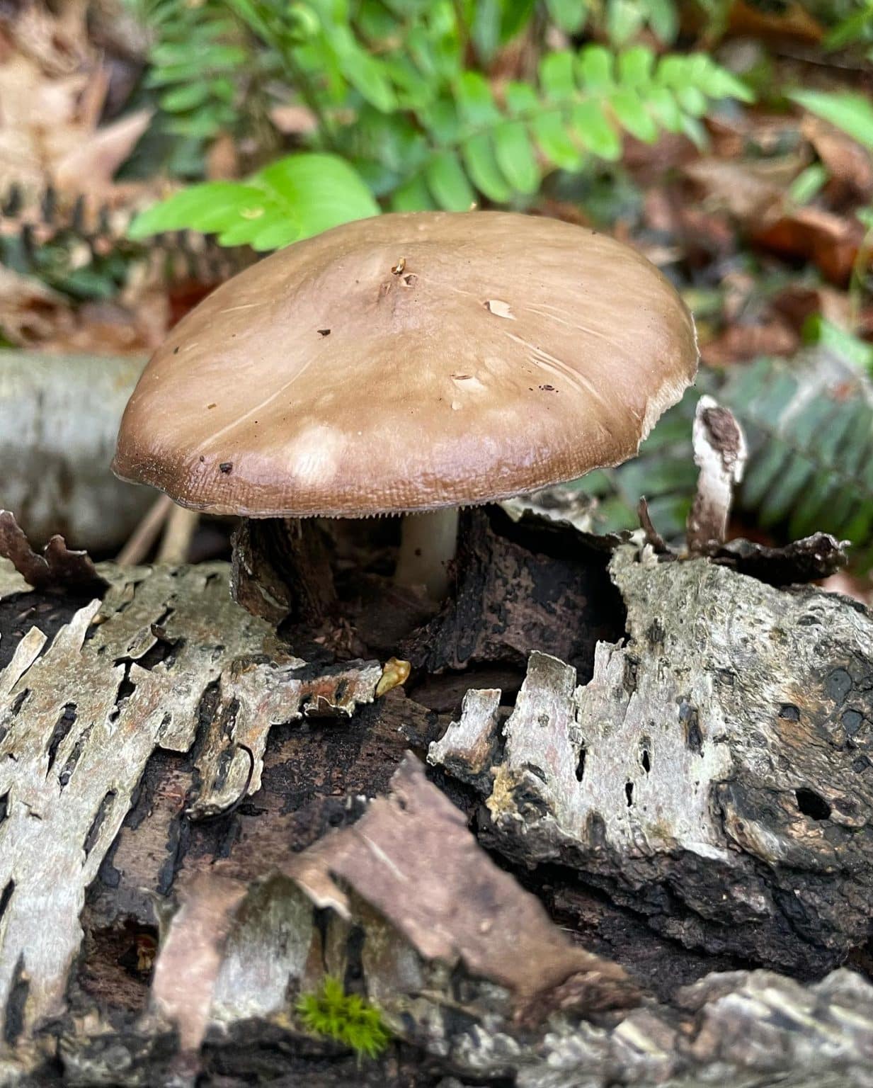 Pluteus cervinus - Deer Mushrooms - Eat The Planet