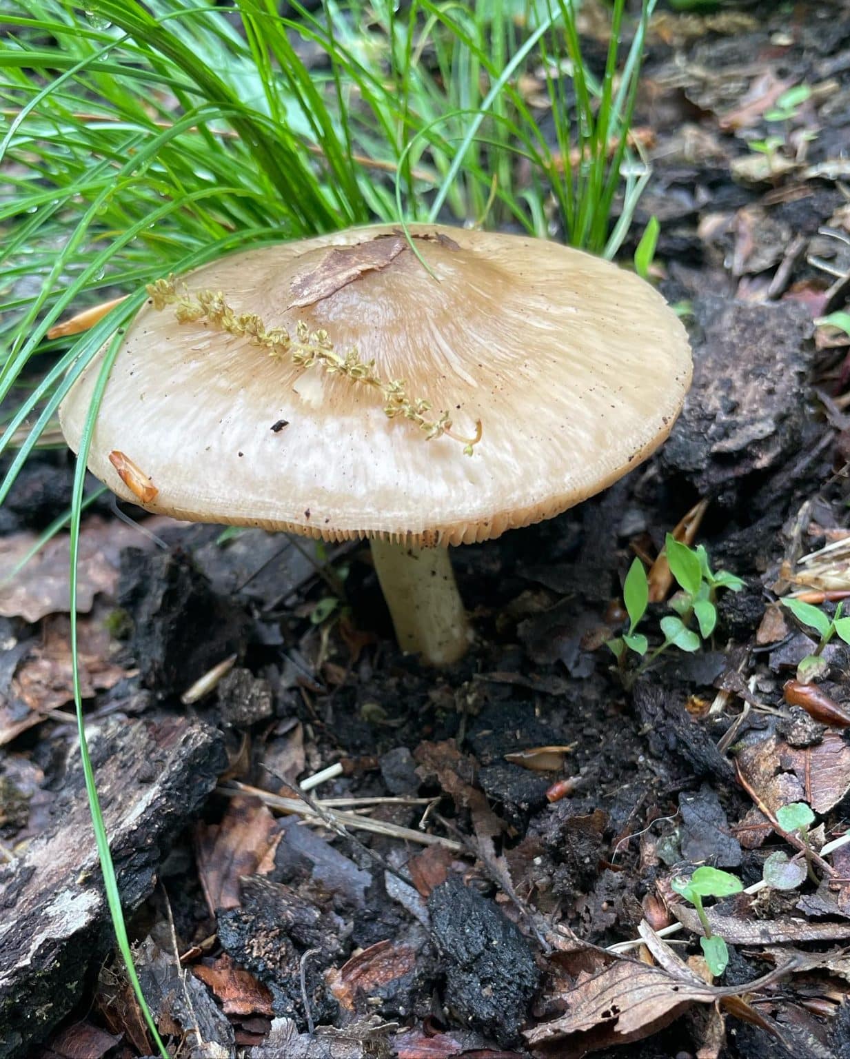 Pluteus cervinus - Deer Mushrooms - Eat The Planet