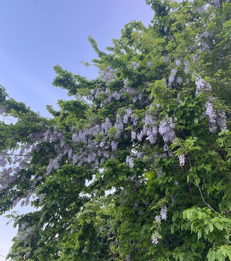 Wisteria spp. - Wisteria - Eat The Planet