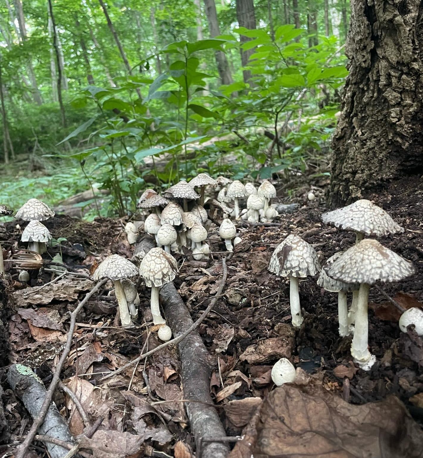 Coprinopsis Variegata - Scaly Ink Cap - Eat The Planet