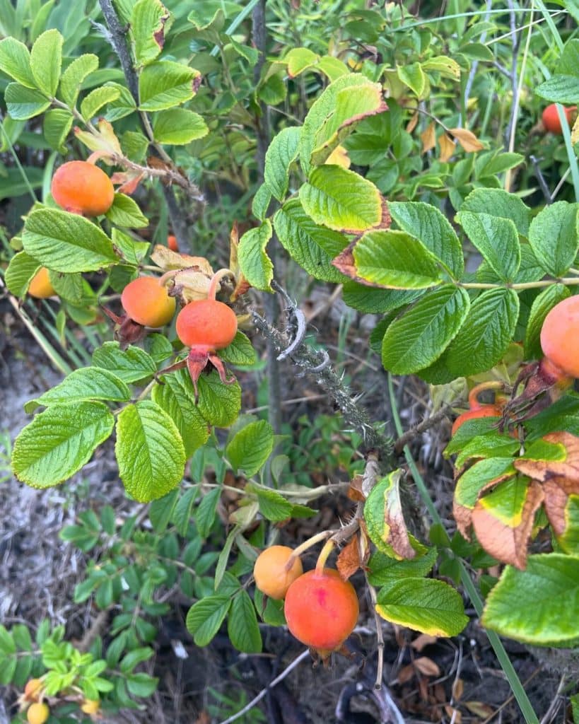 Rosa rugosa - Beach Rose - Eat The Planet