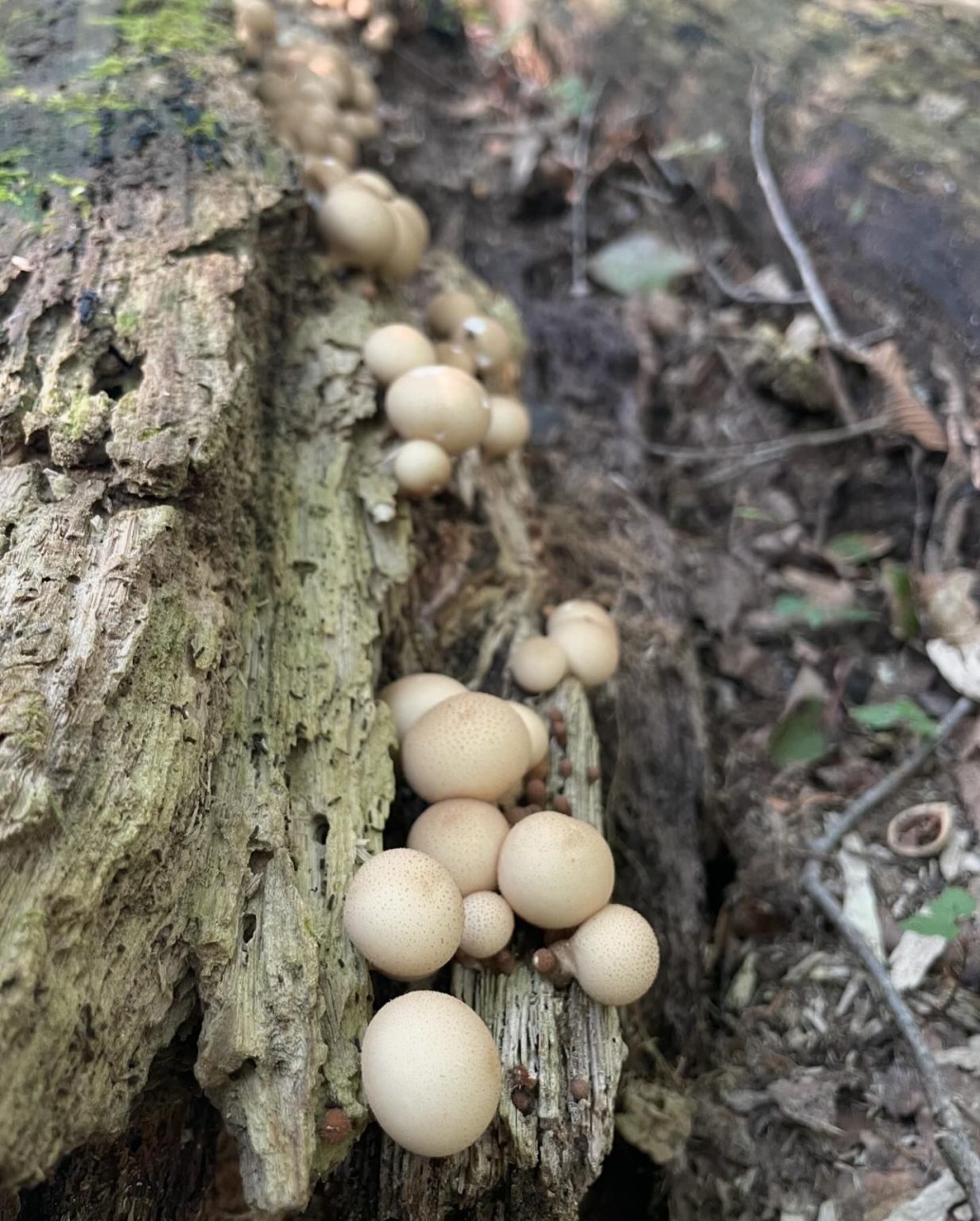 Puffball Eat Apioperdon pyriforme - Pear-shaped Puffball - Eat The Planet