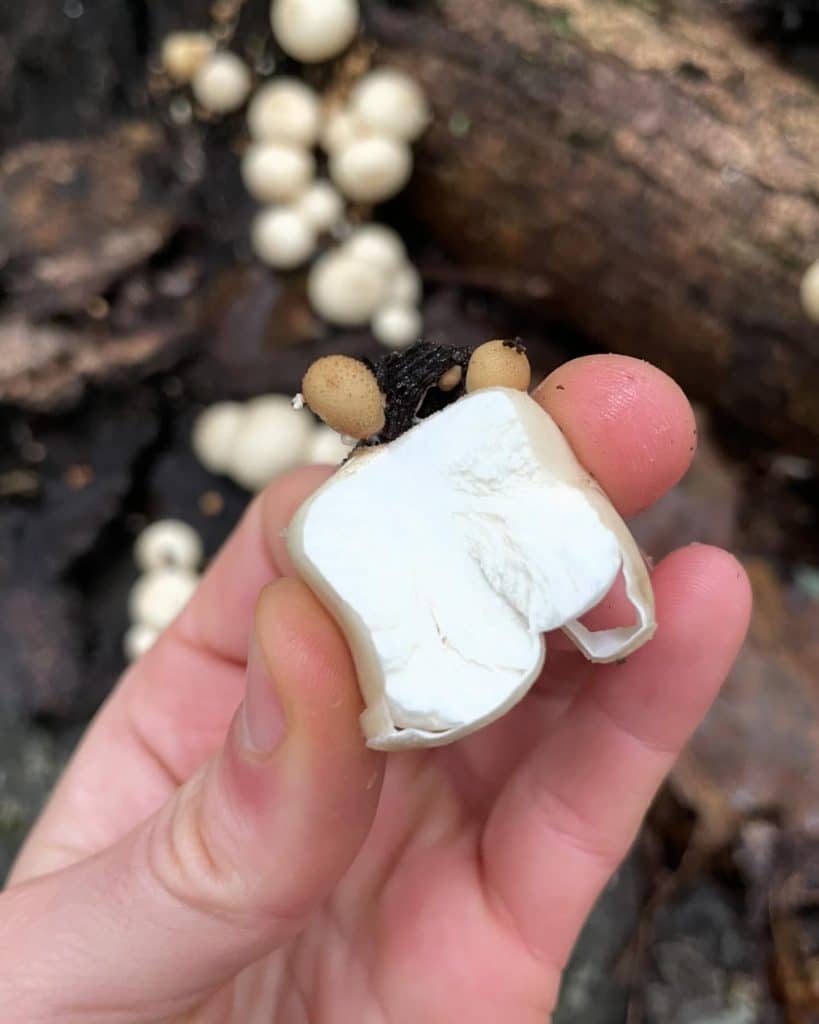 Puffball Eat Apioperdon pyriforme - Pear-shaped Puffball - Eat The Planet