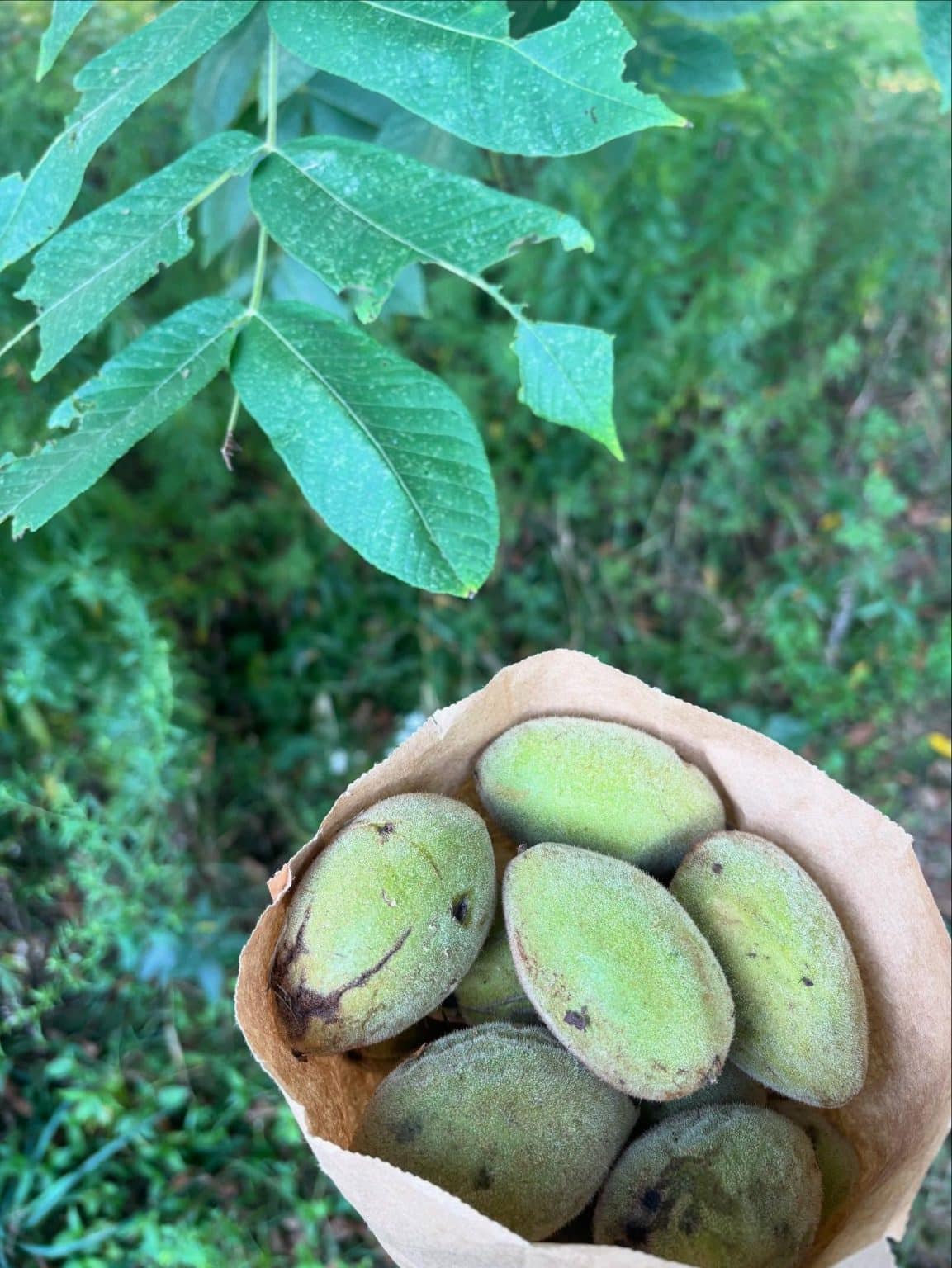 Foraging Tours and Classes in Georgia - Eat The Planet