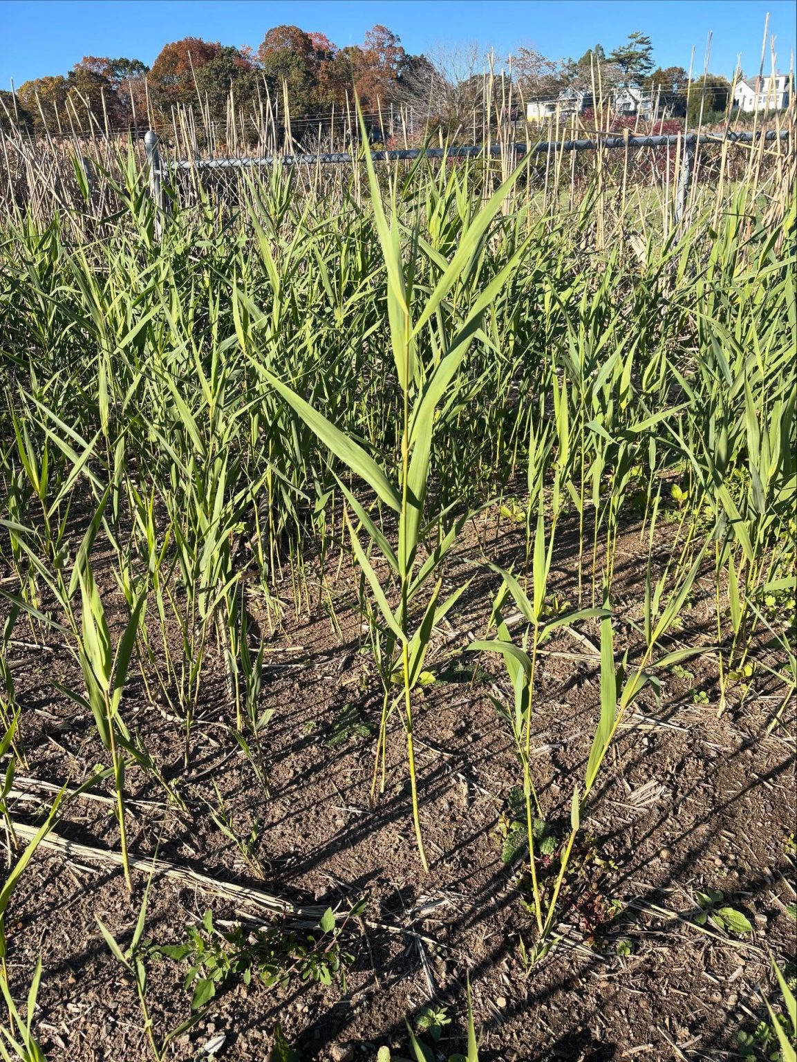 Phragmites australis - Common reed - Eat The Planet