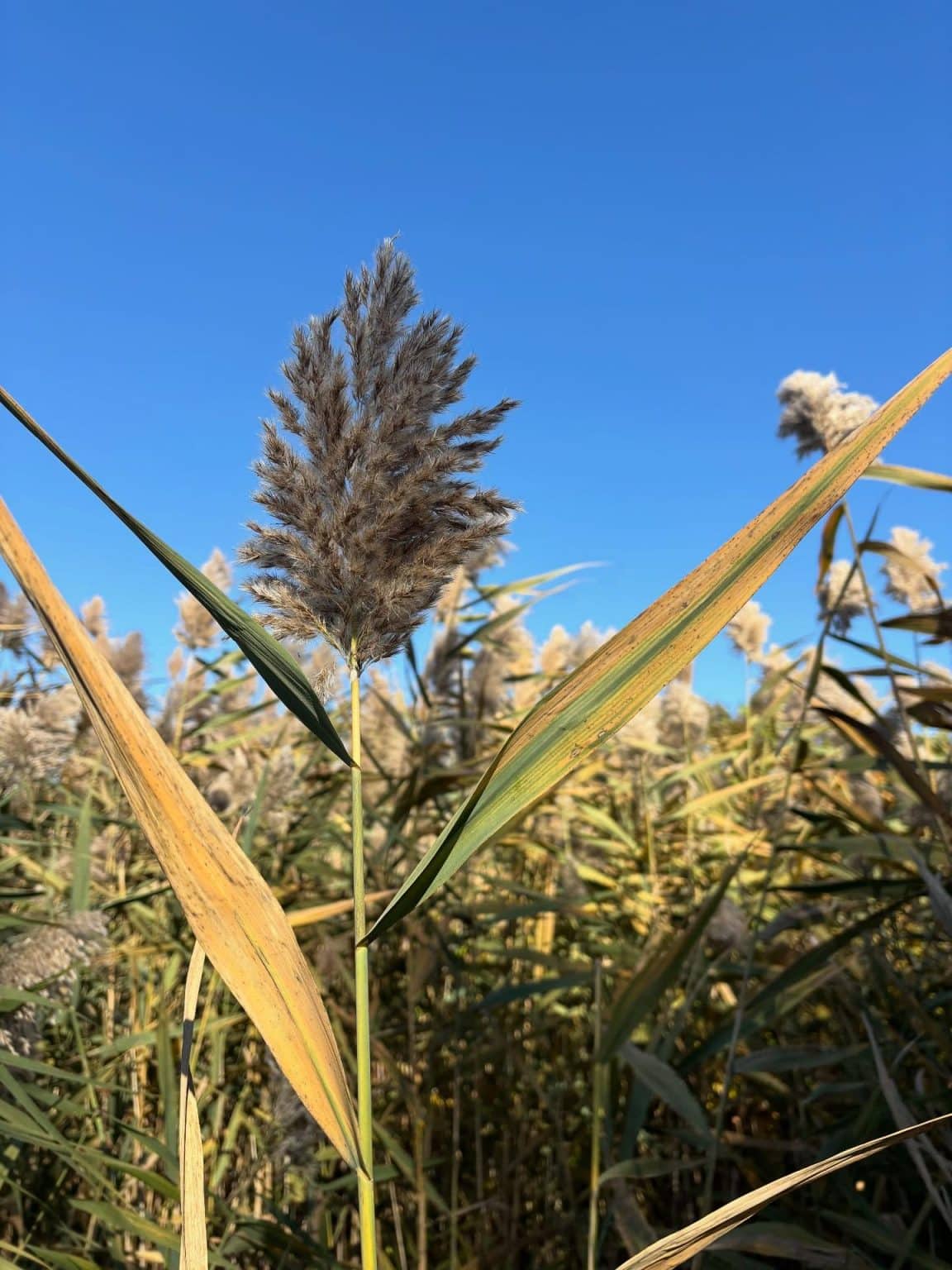 Types Of Reeds Phragmites australis - Common reed - Eat The Planet